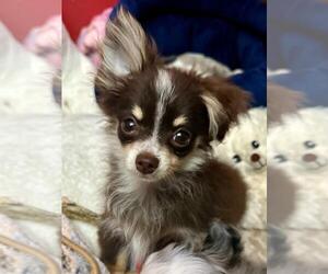 Chihuahua-Unknown Mix Dogs for adoption in Spring Lake, NJ, USA