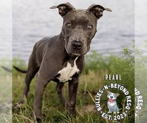 American Staffordshire Terrier Dogs for adoption in Omaha, NE, USA