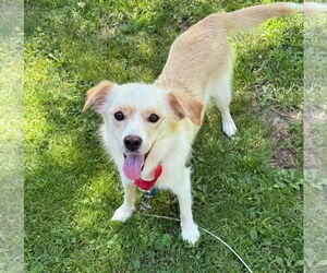 Mutt Dogs for adoption in GILBERTS, IL, USA