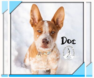Mutt Dogs for adoption in Red Lodge, MT, USA