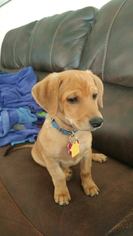 Basschshund Dogs for adoption in Cincinnati, OH, USA