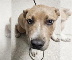 Staffordshire Bull Terrier Dogs for adoption in Bakersfield, CA, USA