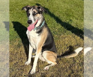 Huskies -Unknown Mix Dogs for adoption in Genesee, WI, USA