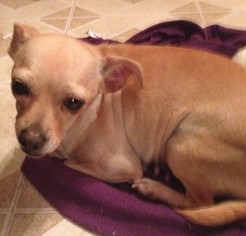 Chihuahua-Unknown Mix Dogs for adoption in Gilbert, AZ, USA