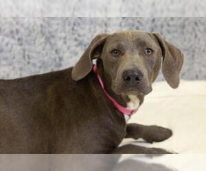 Labmaraner Dogs for adoption in Mankato, MN, USA