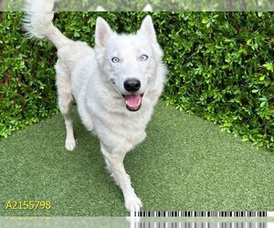 Siberian Husky Dogs for adoption in West Palm Beach, FL, USA