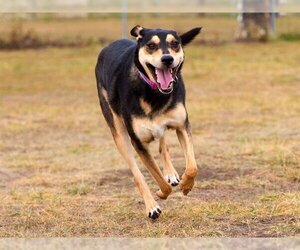 German Shepherd Dog-Mastiff Mix Dogs for adoption in Grasswood, Saskatchewan, Canada