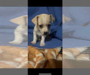 Dachshund-Unknown Mix Dogs for adoption in Brewster, NY, USA