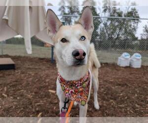 Siberian Husky Dogs for adoption in Denver, CO, USA