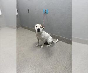 American Pit Bull Terrier-Unknown Mix Dogs for adoption in Las Vegas, NV, USA