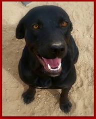Medium Photo #1 Labrador Retriever-Unknown Mix Puppy For Sale in Queen Creek, AZ, USA