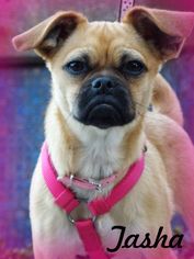 Puggle Dogs for adoption in Anaheim Hills, CA, USA
