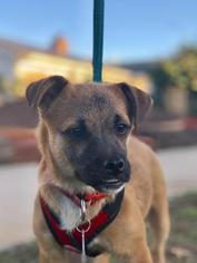 Puggle Dogs for adoption in San Diego, CA, USA