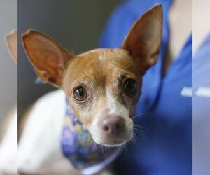 Chihuahua-Unknown Mix Dogs for adoption in San Antonio, TX, USA