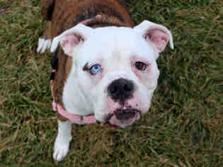 Bulloxer Dogs for adoption in Fort Wayne, IN, USA