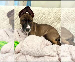 American Pit Bull Terrier-Unknown Mix Dogs for adoption in Spring Lake, NJ, USA