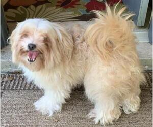 Shih Apso Dogs for adoption in Spring, TX, USA