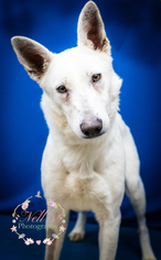 Unknown-white german shepherd Mix Dogs for adoption in Tupelo, MS, USA