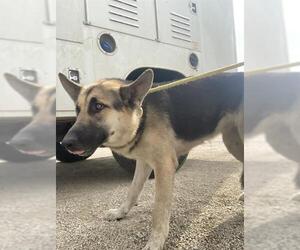German Shepherd Dog Dogs for adoption in Bakersfield, CA, USA
