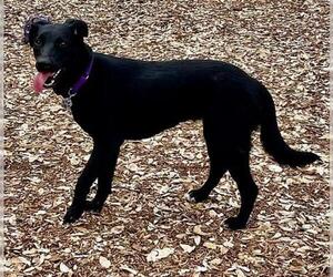 Labrador Retriever-Unknown Mix Dogs for adoption in Boerne, TX, USA