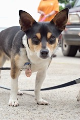 Mutt Dogs for adoption in Lebanon, OR, USA