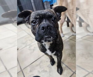Boston Terrier-Unknown Mix Dogs for adoption in El Centro, CA, USA
