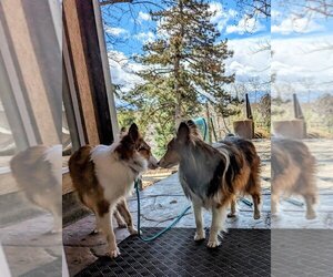 Mutt Dogs for adoption in Salt Lake City, UT, USA