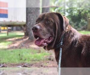 Bullmasador Dogs for adoption in Temple, GA, USA