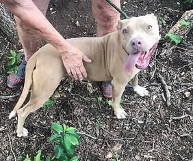 American Pit Bull Terrier-Unknown Mix Dogs for adoption in Clifton, TX, USA