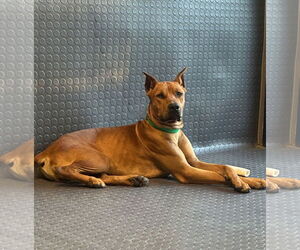 American Pit Bull Terrier-Doberman Pinscher Mix Dogs for adoption in Berkeley, CA, USA