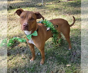 Unknown-Vizsla Mix Dogs for adoption in Magnolia Springs, AL, USA