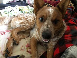 Australian Cattle Dog Dogs for adoption in Los Banos, CA, USA