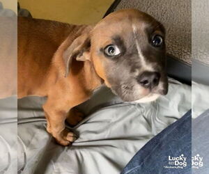 Bulldog-Labrador Retriever Mix Dogs for adoption in Washington, DC, USA