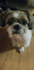Shih Tzu Dogs for adoption in Alva, OK, USA