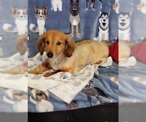 Dachshund Dogs for adoption in Amarillo, TX, USA