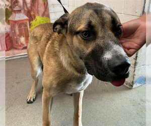 German Shepherd Dog-Unknown Mix Dogs for adoption in San Bernardino, CA, USA