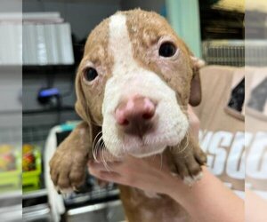 Labrador Retriever Dogs for adoption in Austin, TX, USA