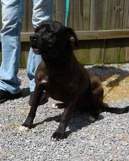 Puggle Dogs for adoption in Cincinnati, OH, USA