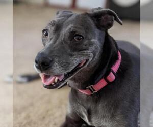 Whippet Dogs for adoption in Tempe, AZ, USA
