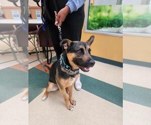 German Shepherd Dog-Unknown Mix Dogs for adoption in Incline Village, NV, USA