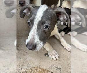American Pit Bull Terrier-Unknown Mix Dogs for adoption in Oklahoma City, OK, USA