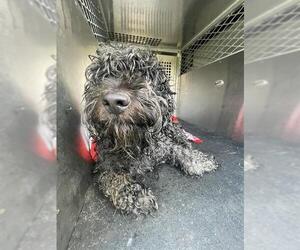 Poodle (Miniature) Dogs for adoption in Pearland, TX, USA