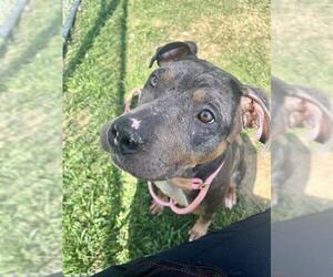 American Bulldog-Unknown Mix Dogs for adoption in Louisville, KY, USA