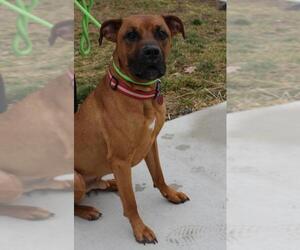 Boxador Dogs for adoption in Waynesboro, PA, USA