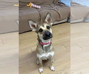 Mutt Dogs for adoption in Rockaway, NJ, USA