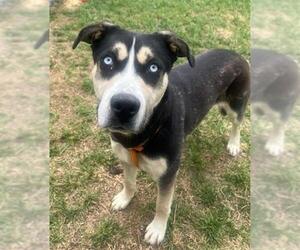 Alaskan Malamute Dogs for adoption in Louisville, KY, USA