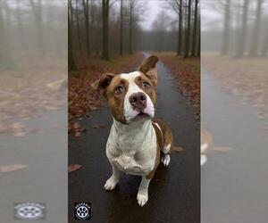 American Pit Bull Terrier Dogs for adoption in HESPERIA, CA, USA