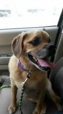 Puggle Dogs for adoption in Mission, KS, USA