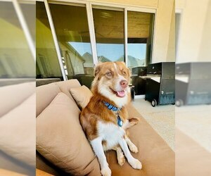 Australian Shepherd-Unknown Mix Dogs for adoption in Tabernash, CO, USA