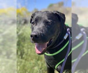 Mastador Dogs for adoption in Fruit Heights, UT, USA